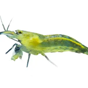 Sale Gelbe Amanogarnele, Algengarnele (Caridina multidentata) - Größe "L"